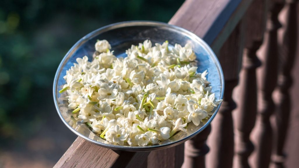 Jasmine's Role in Wellness and Beauty