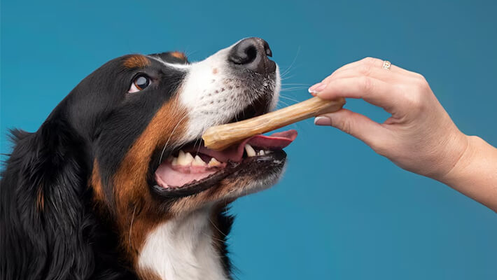 Alternatives-to-Bones-for-Dogs