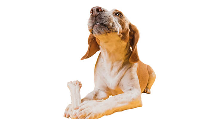 Safety-Precautions-to-Follow-When-Giving-Bones-To-Dogs