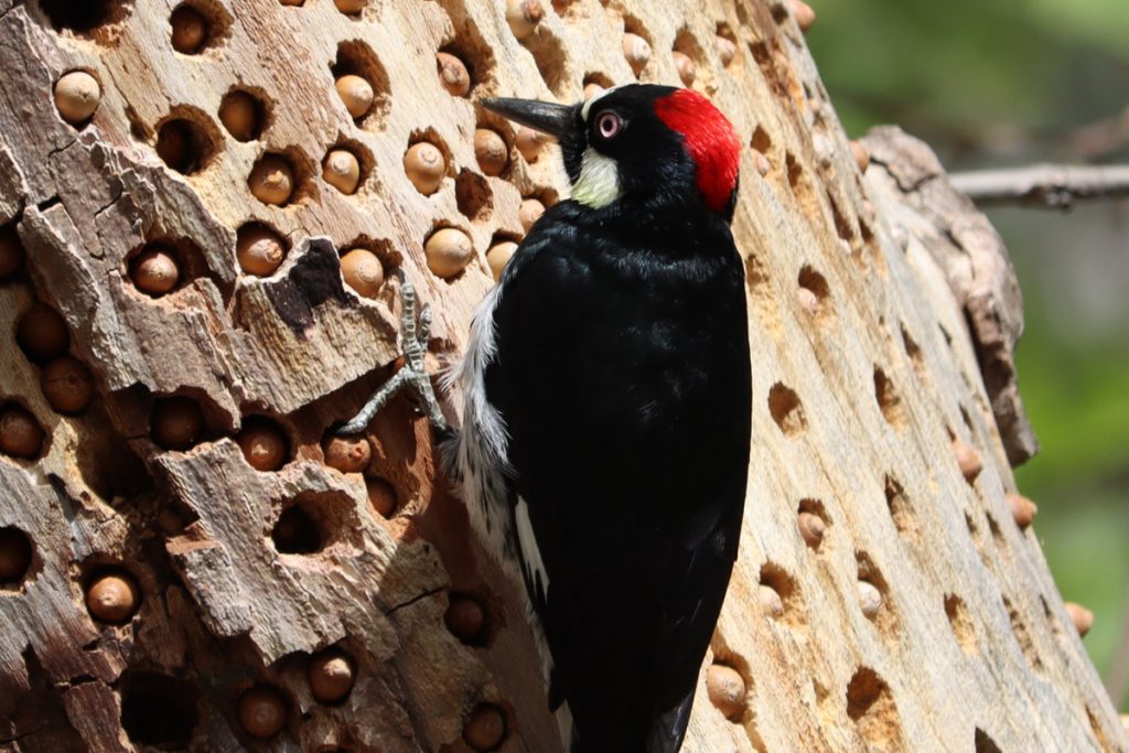 Woodpecker; Image: Matthew Ferretti