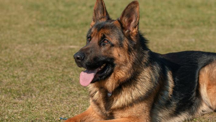 Differences in Growth Patterns - When do German Shepherds Stop Growing