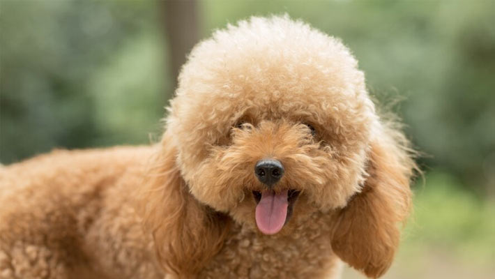 Types of Poodle Dogs