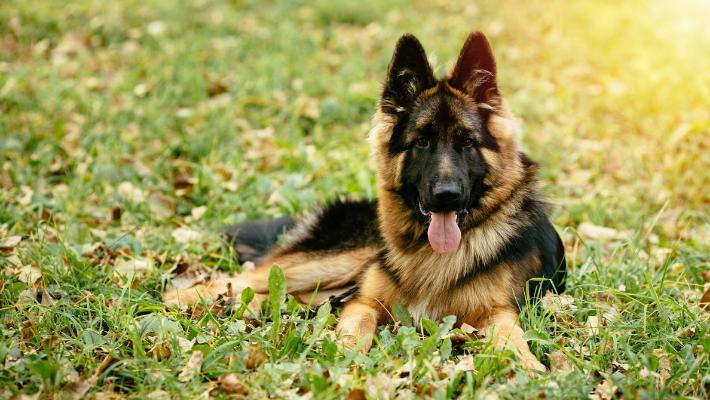 What Is Arthritis In Dogs