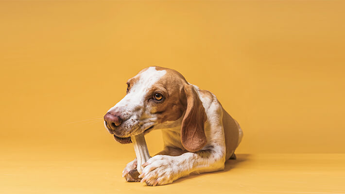 What-Are-the-Benefits-of-Chewing-a-bone-for-dogs